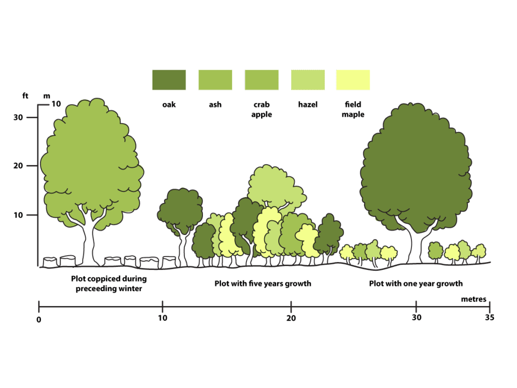 A profile of coppiced woodland