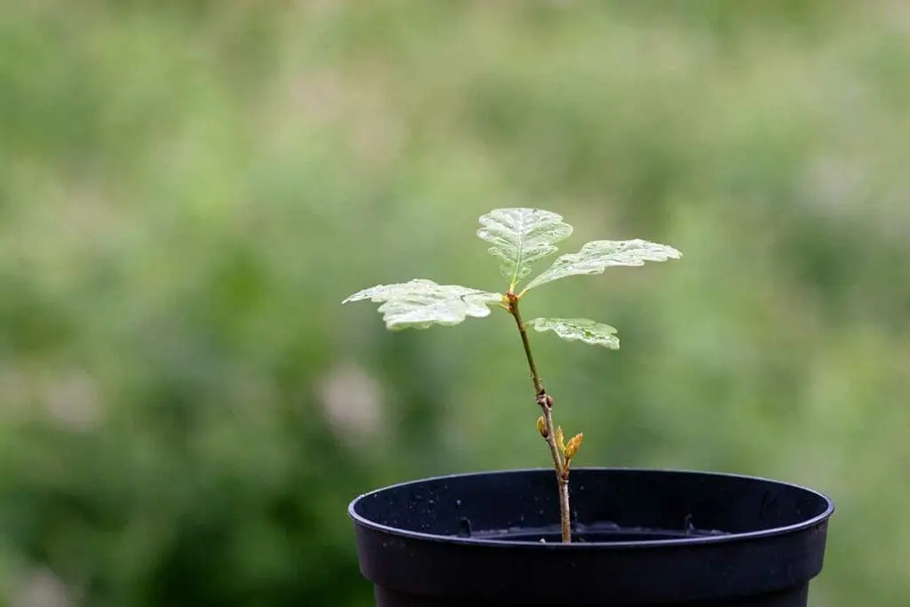 Oak seedling