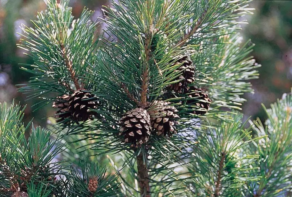 Ripe and open Scots pine cones
