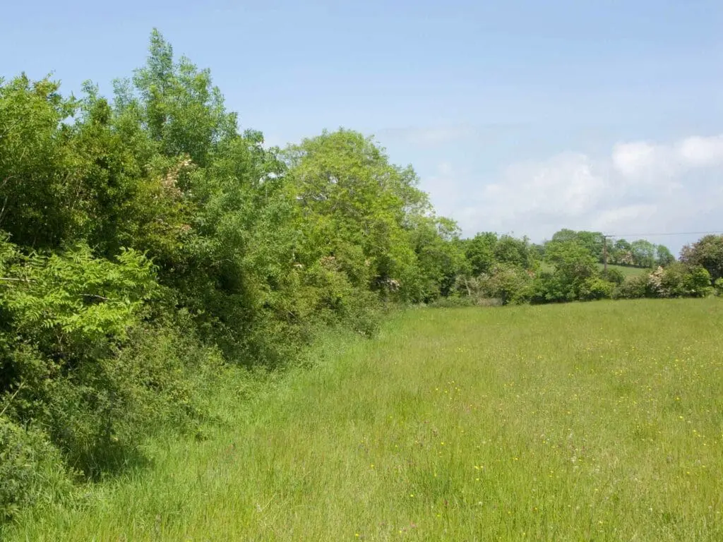 A wildlife hedge next to a field of grass