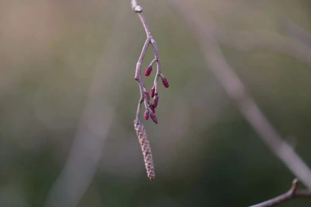 Alder male and female catkins