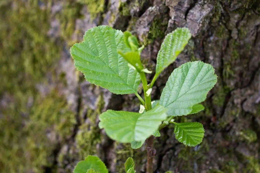Alder leaves
