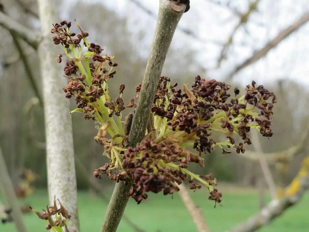 Ash flowers