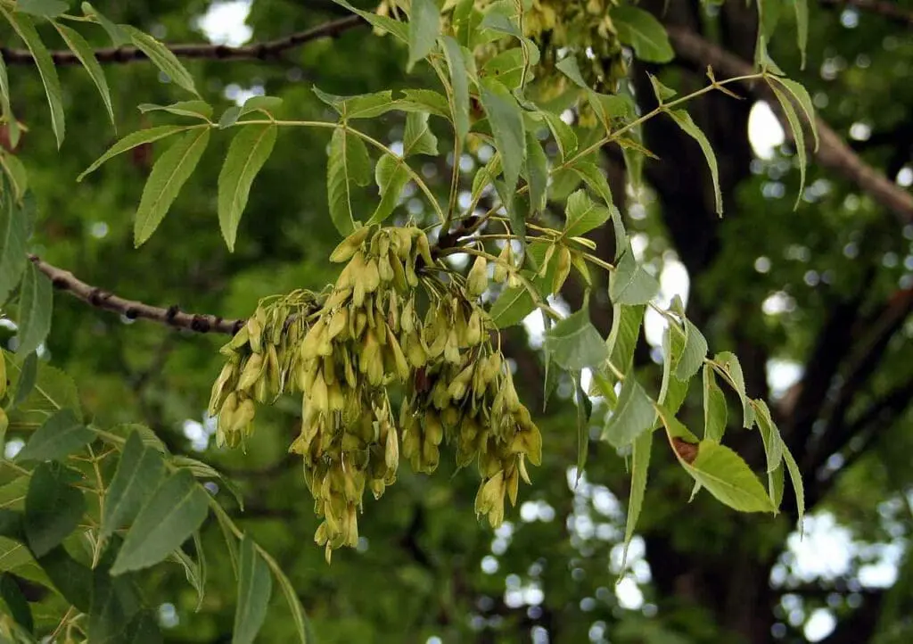 Ash tree seeds hanging on a tree