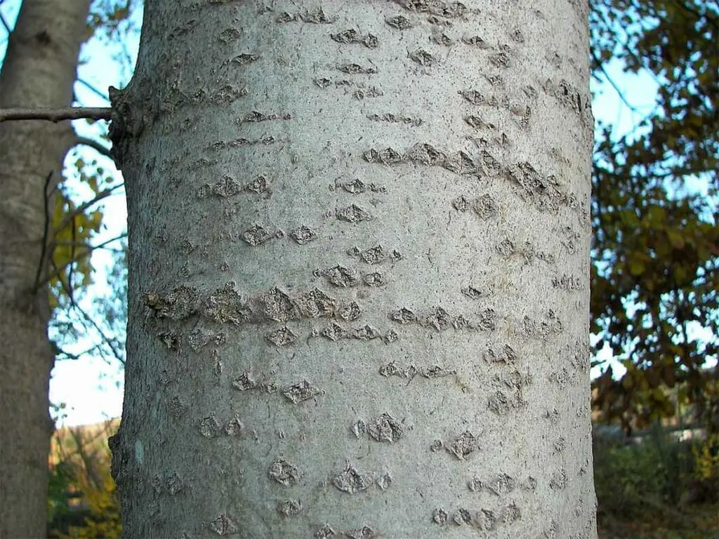 Bark of the aspen tree
