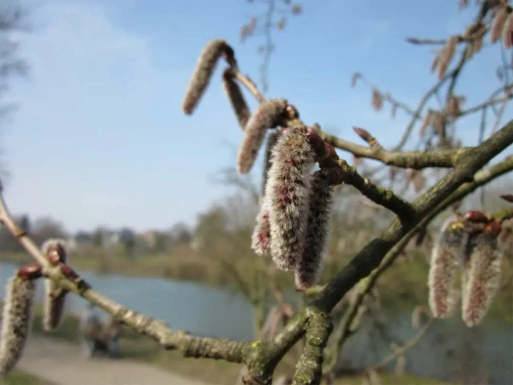 Male aspen flowers (catkins) in spring