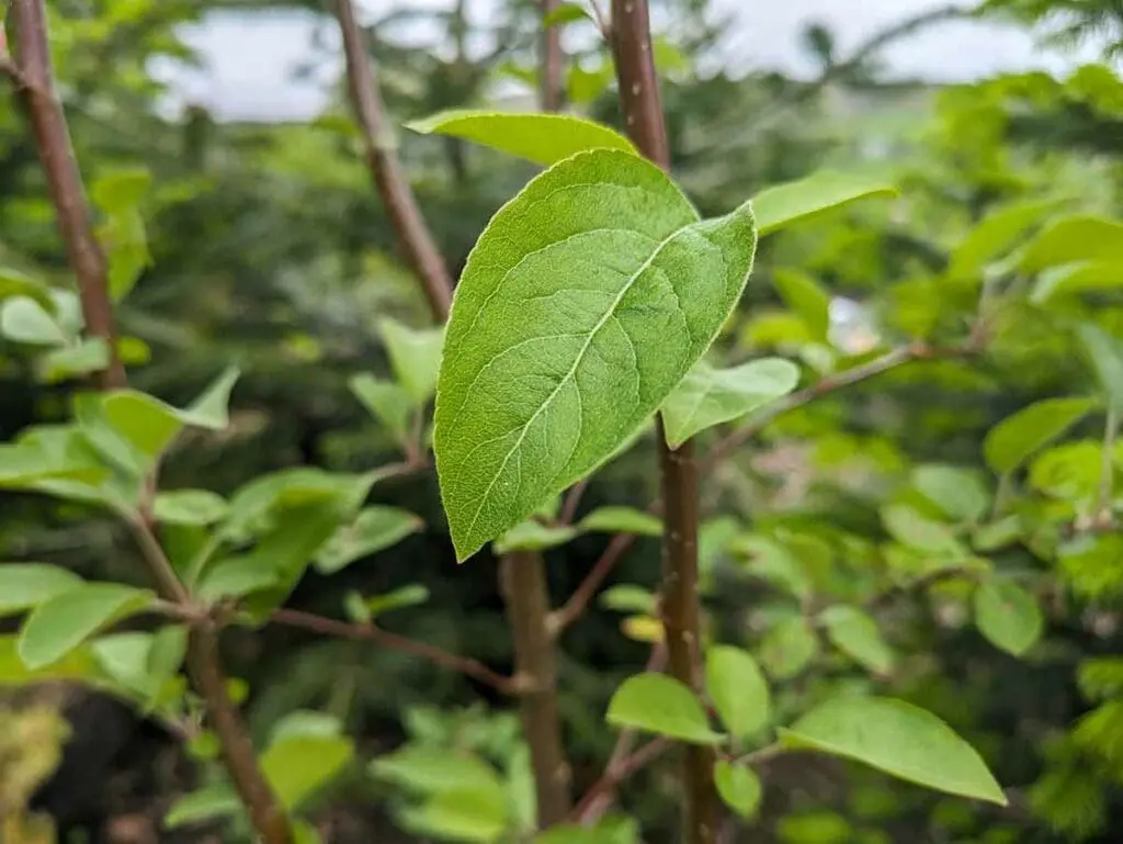 Crab apple leaf on a tree