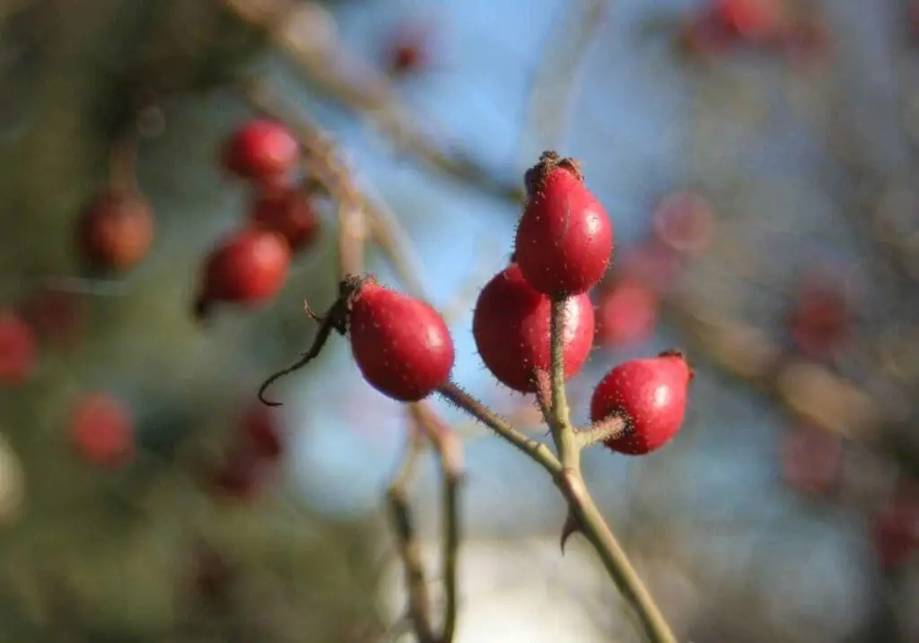 Ripe fruits (rose hips) of the dog rose