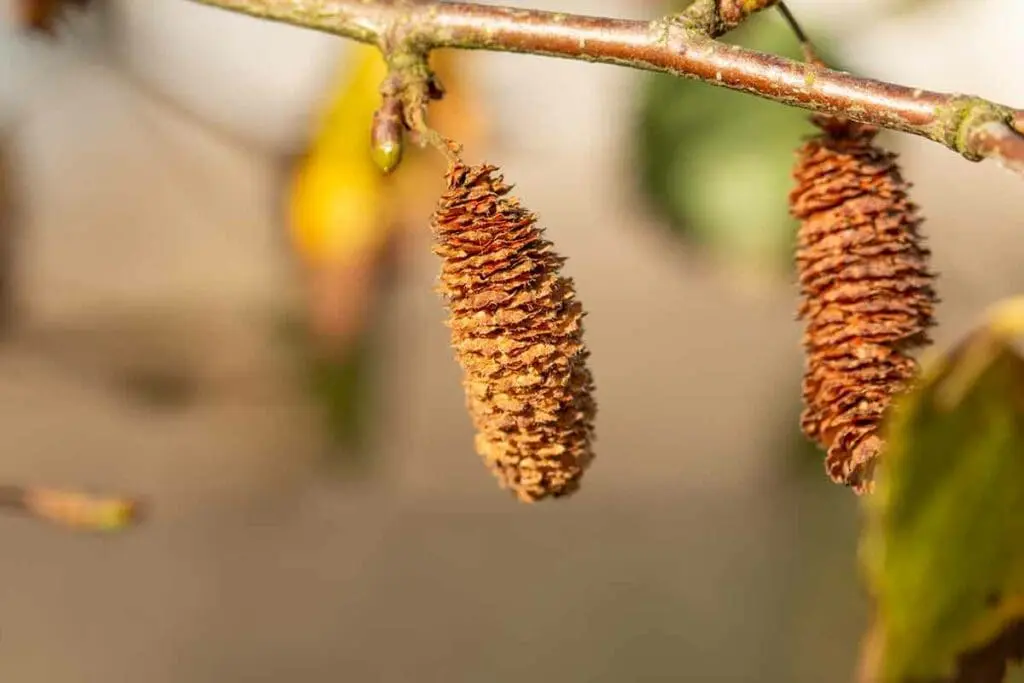 Ripe downy birch seeds still on the tree