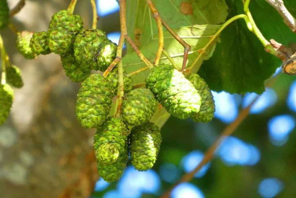 Green alder cones hanging on the tree
