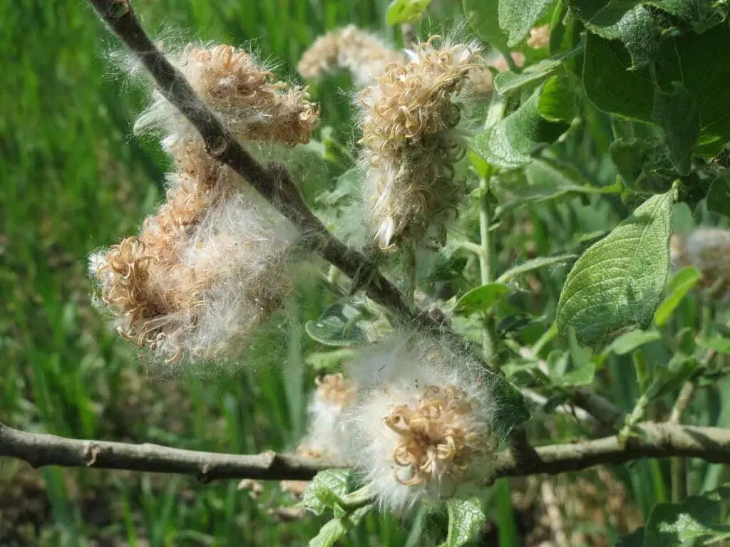 Goat willow fruits containing the seeds and ready to blow away on the wind