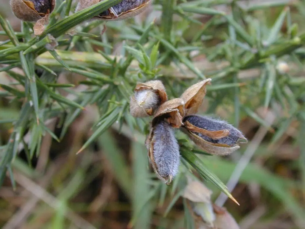 Gorse pods ready to burst