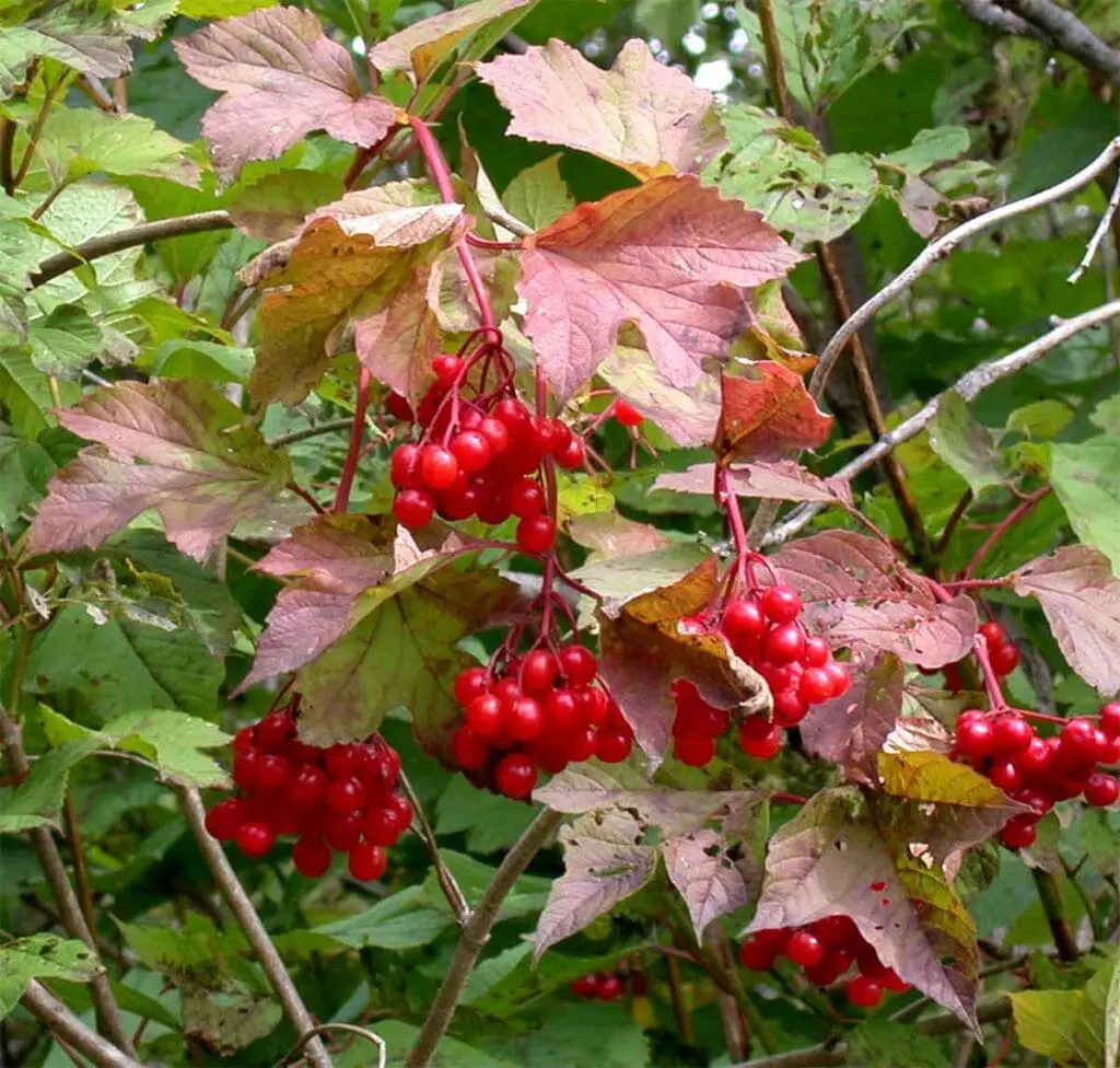 Clusters of red guelder rose berries on a plant