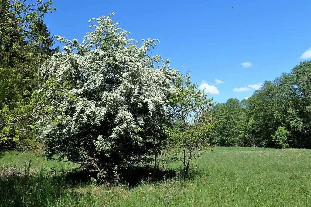 A hawthorn tree in full bloom standing in a field