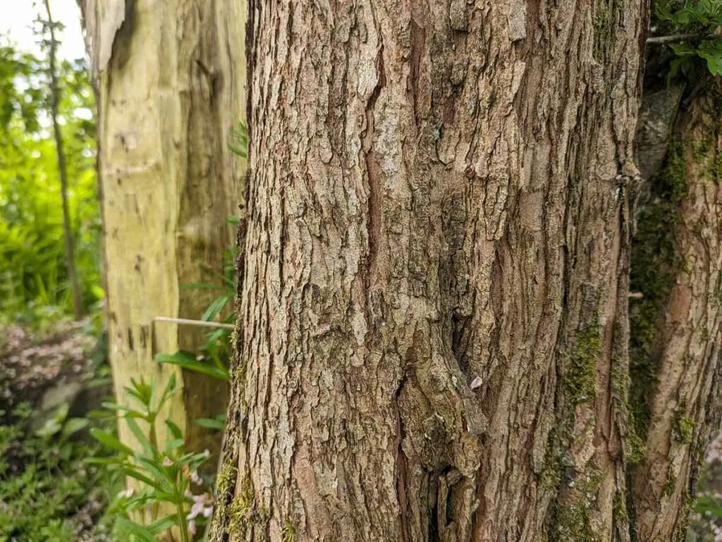 Hawthorn bark