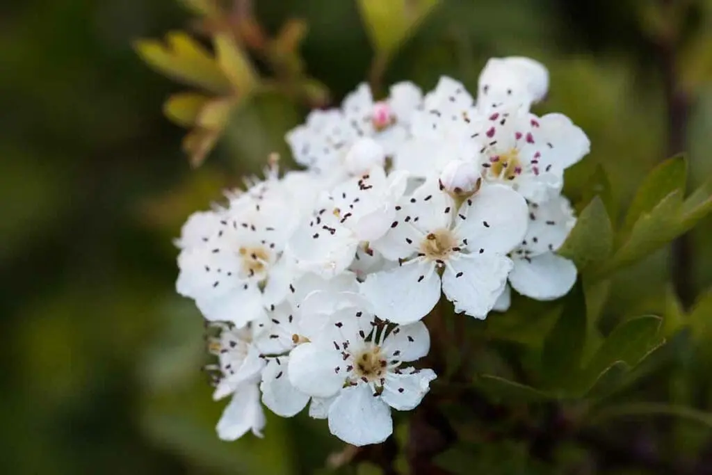 Hawthorn flowers