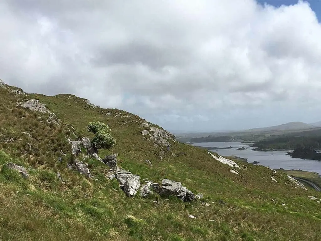 Hawthorn growing on a hillside