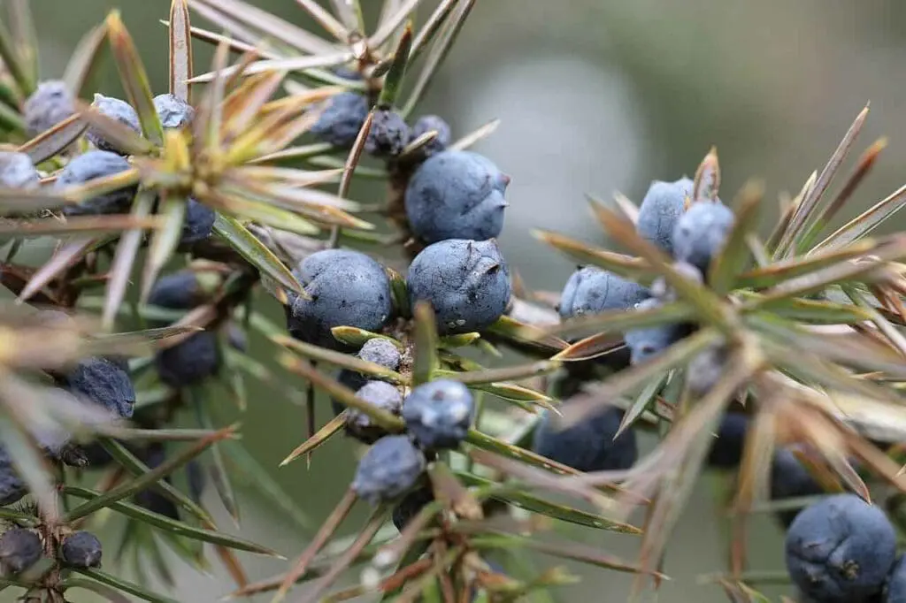 The hard, purplish fruits of a common juniper