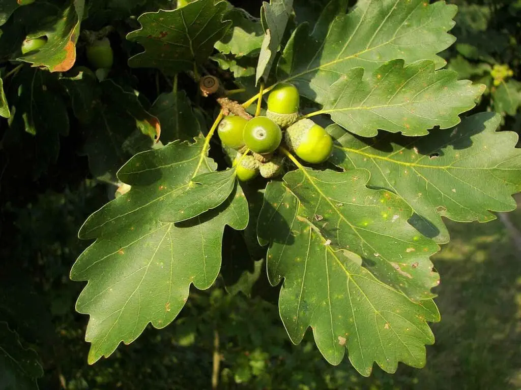 Acorns of the sessile oak tree