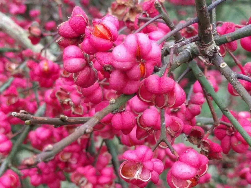 Bright pink fruits of the spindle tree