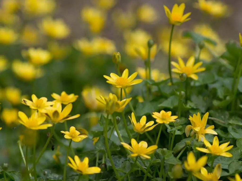 Lesser celandine