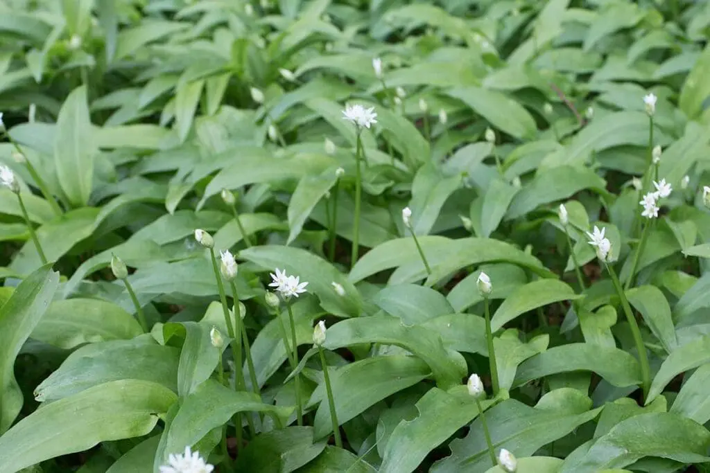 Wild garlic