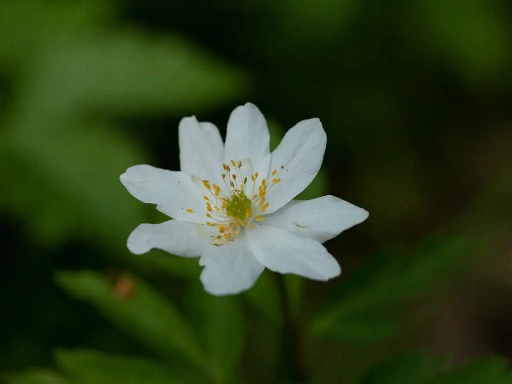 Wood anemone flower