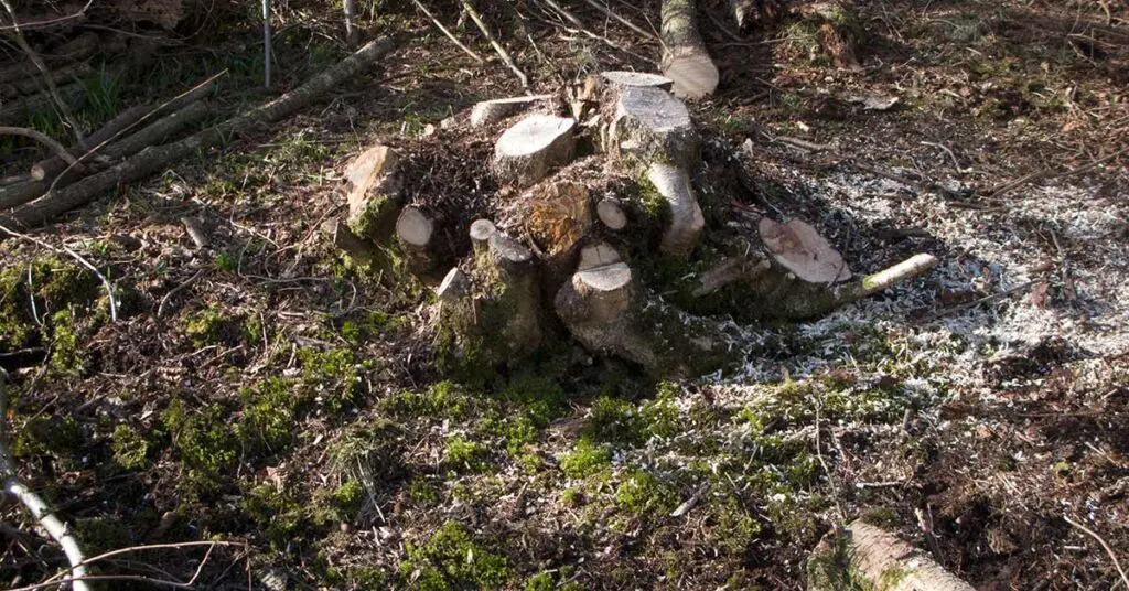 A coppiced hazel stool