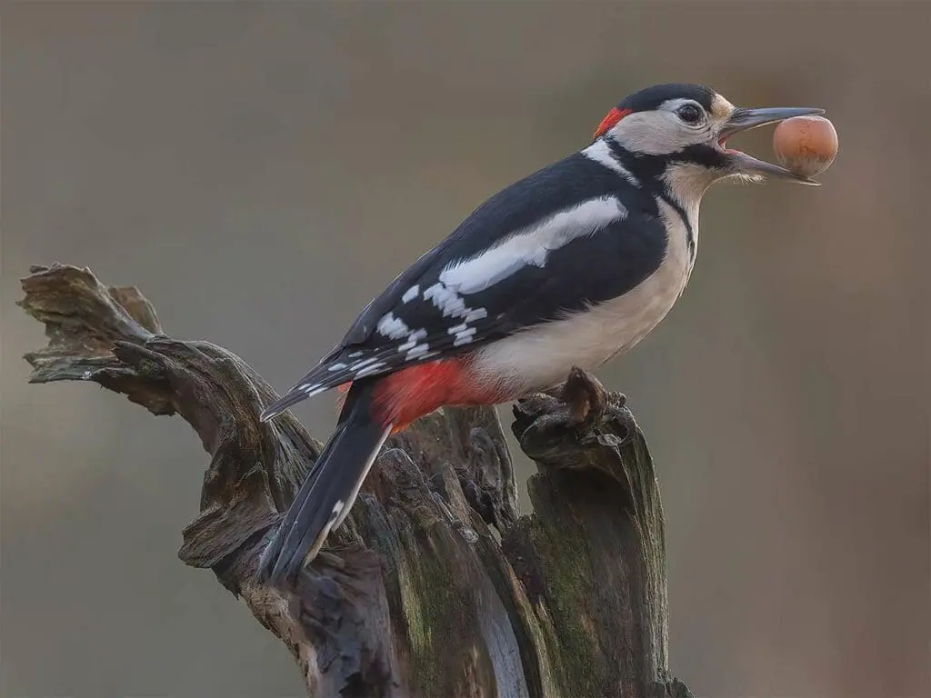 Greater Spotted Woodpecker