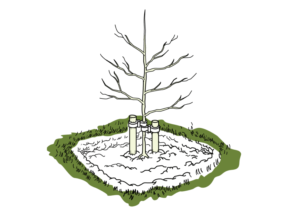 A pit planted and staked tree