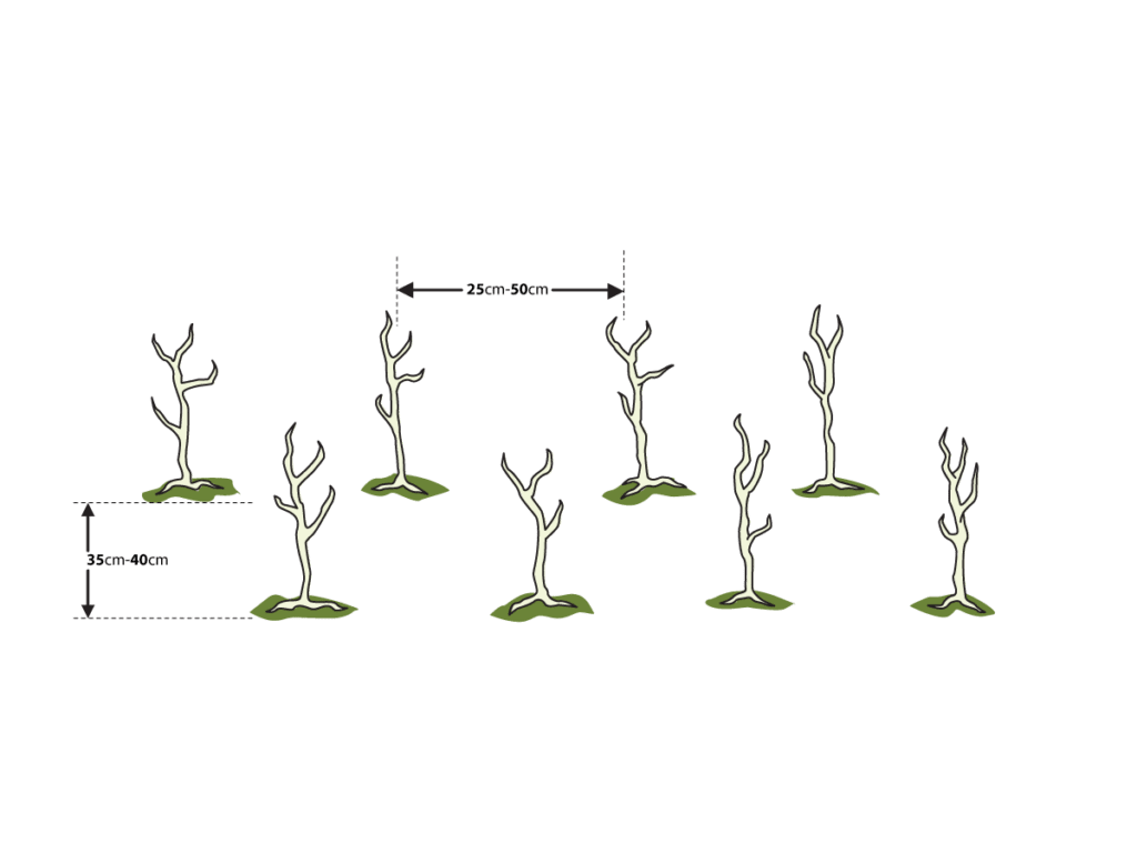 An illustration of a newly planted double row hedge and plant spacings