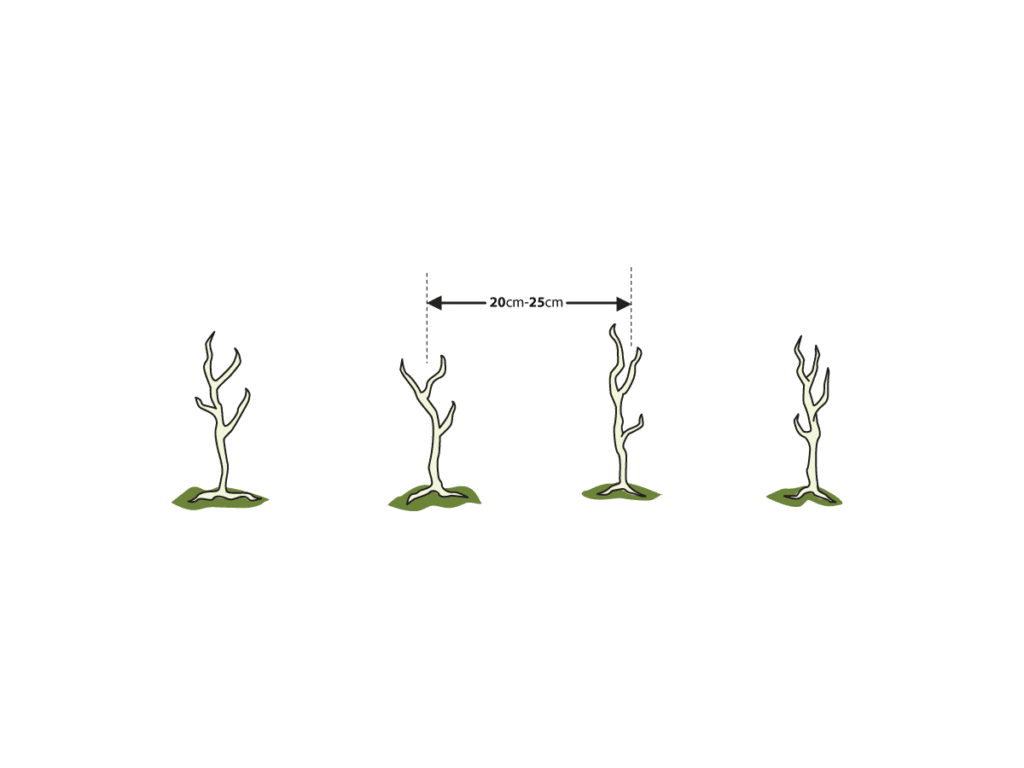 An illustration of a newly planted single row hedge and plant spacings