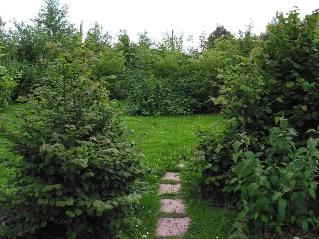 A group of young trees