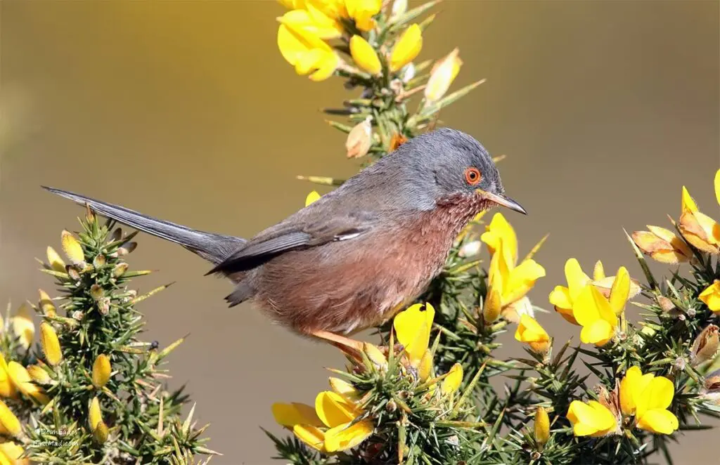 Dartford Warbler on a gorse bush