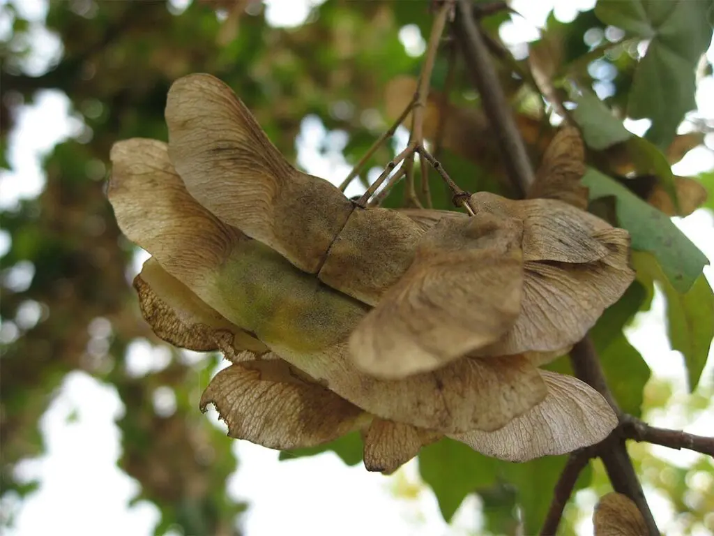 Field maple seeds on a tree