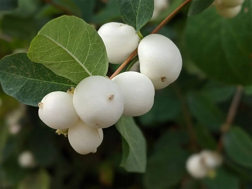 Snowberry fruits