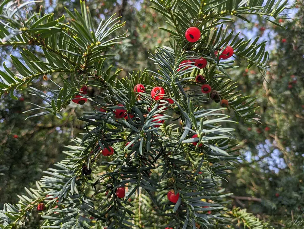 Ripe yew berries