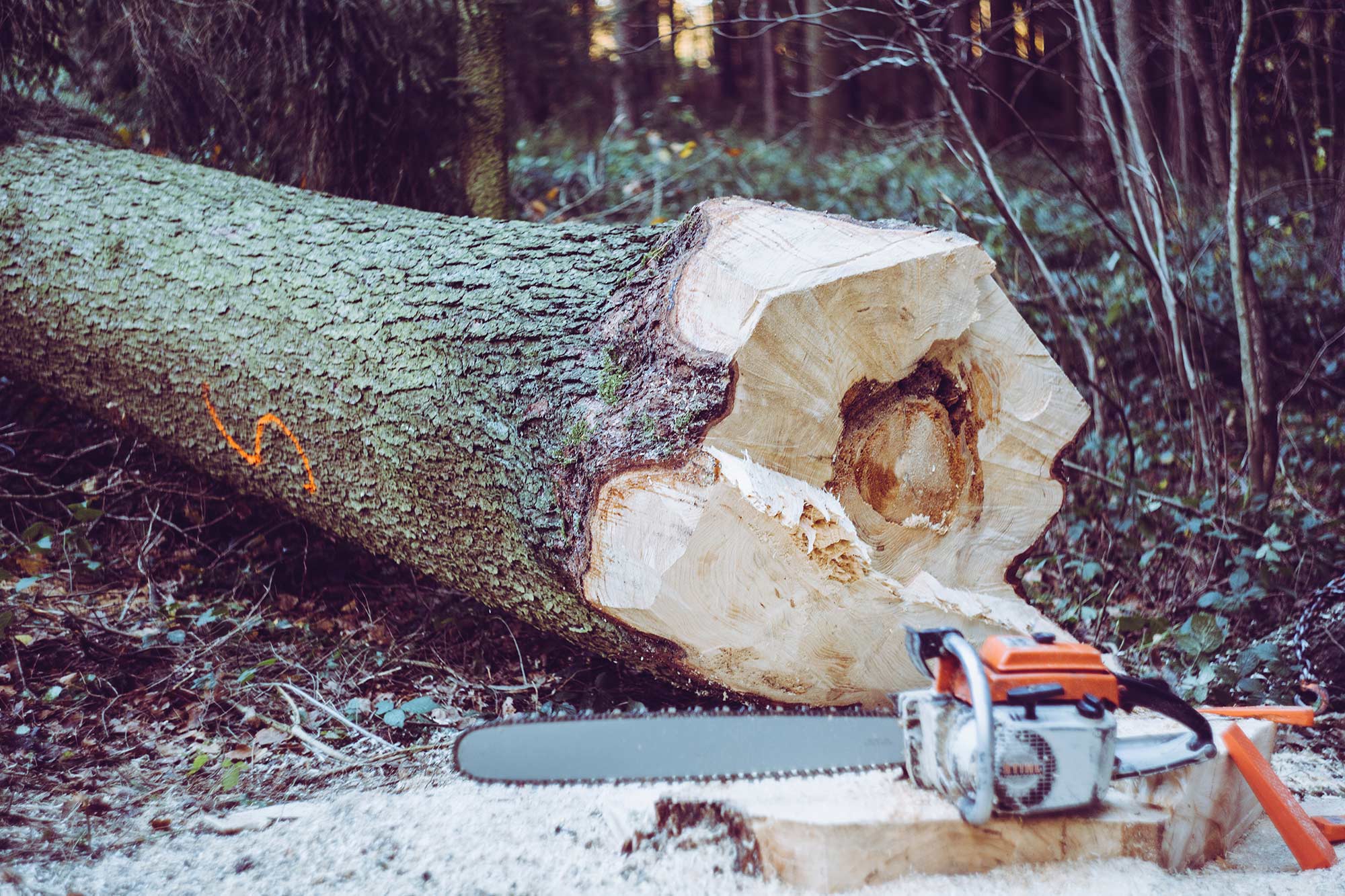 A felled tree with a chainsaw in the foreground