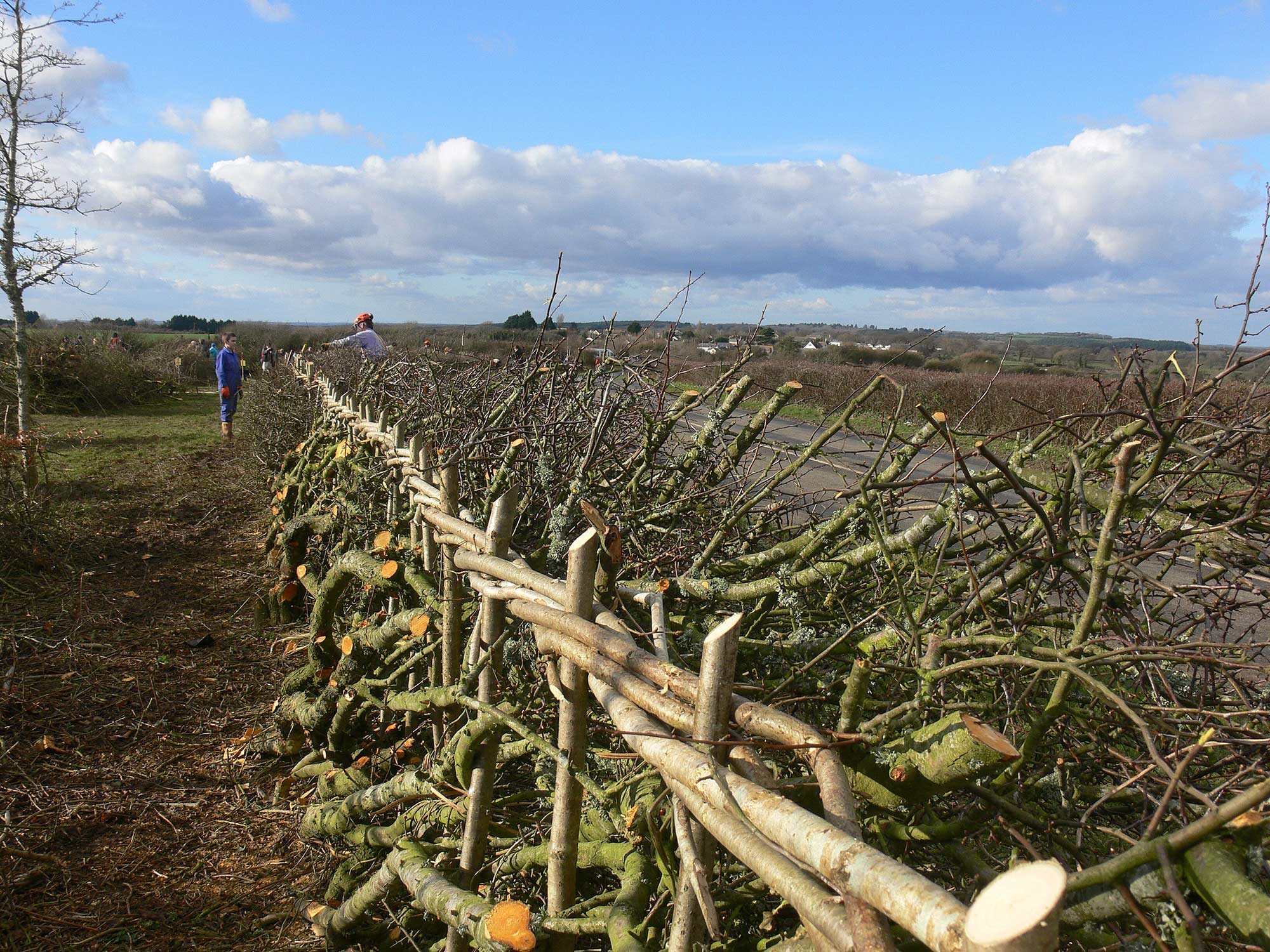 A newly laid hedge