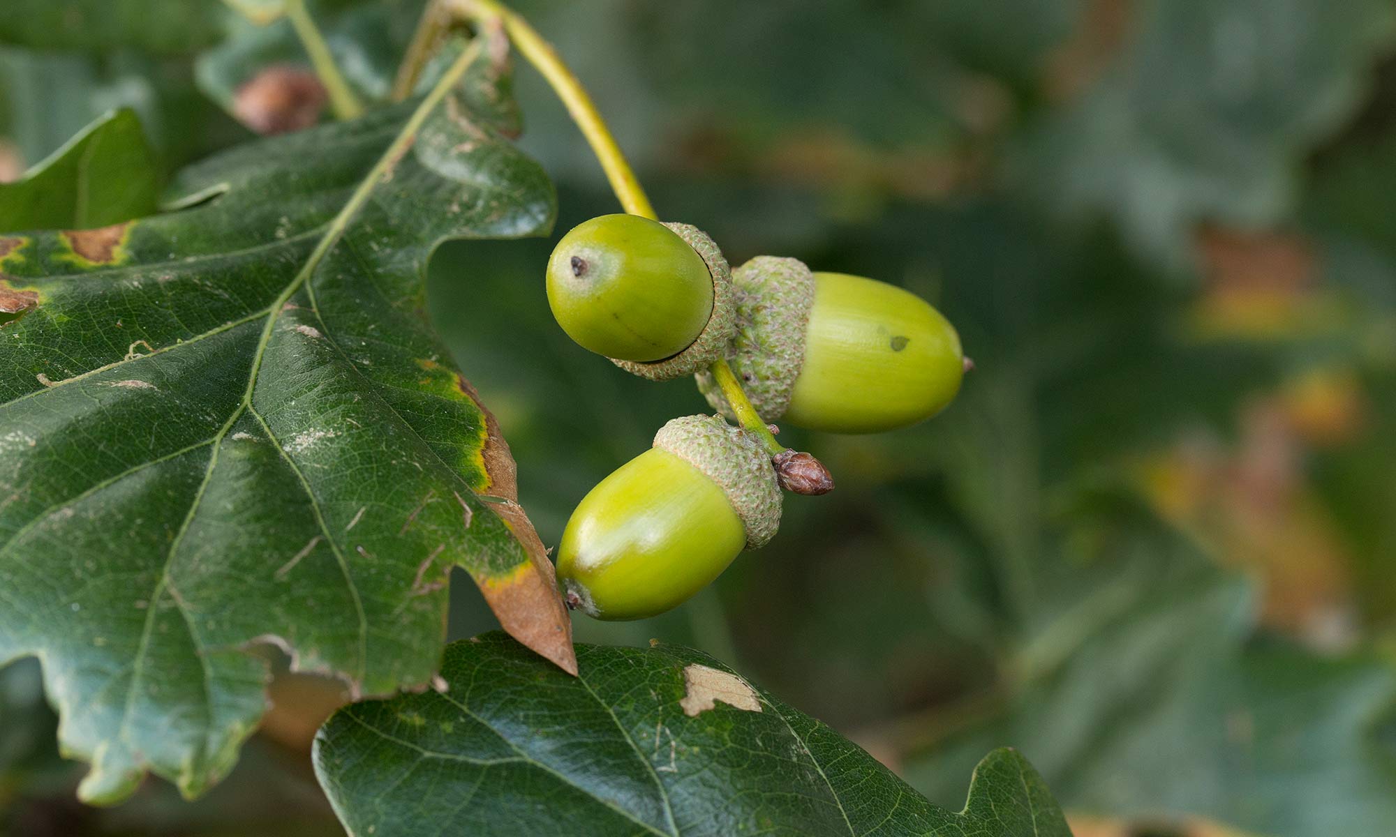 Acorns on an oak tree