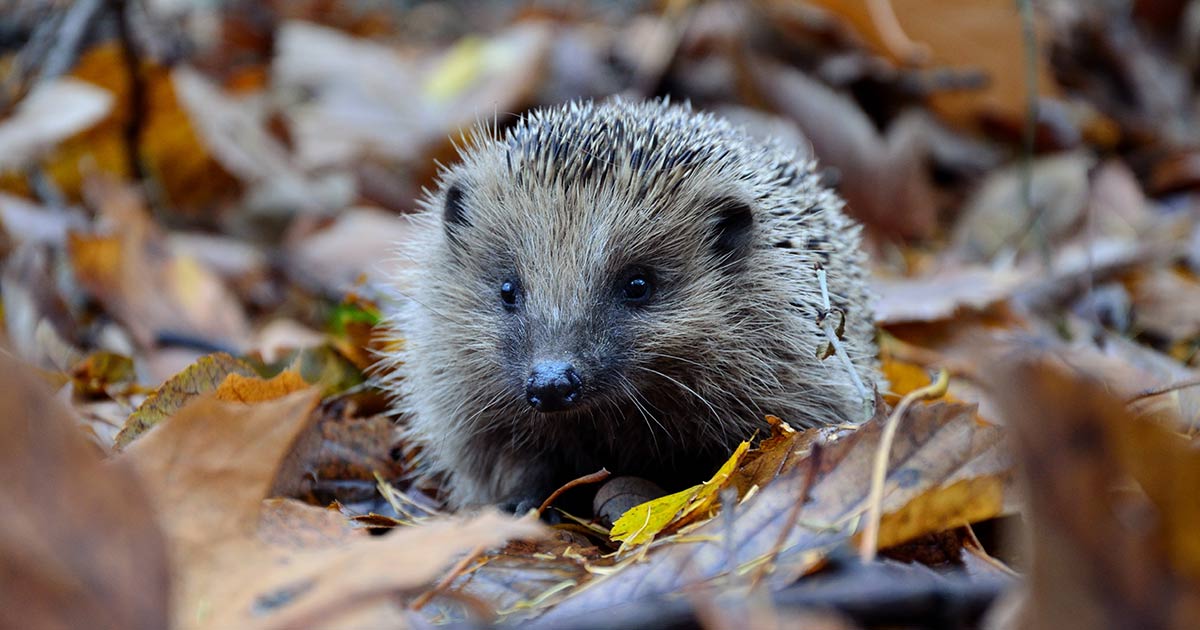 A hedgehog amongst leaf litter