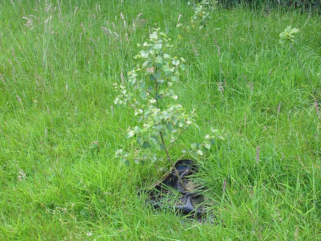 A newly planted birch tree coming into leaf