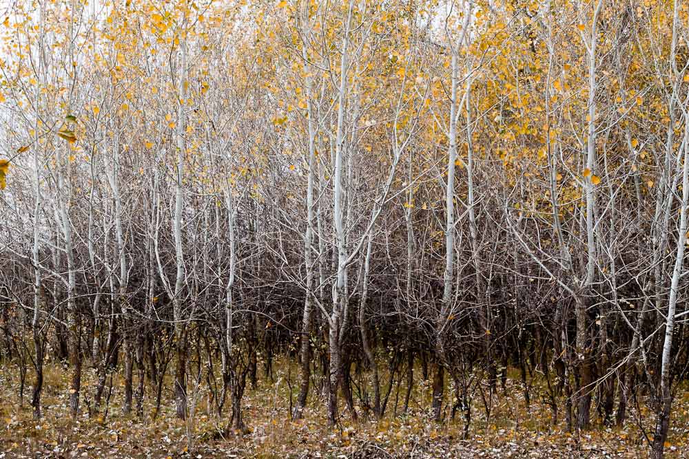 A stand of young aspen