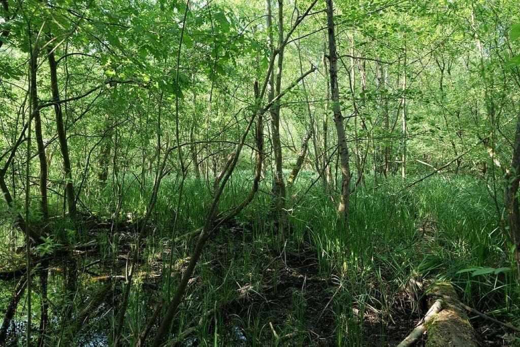A mixed ash woodland