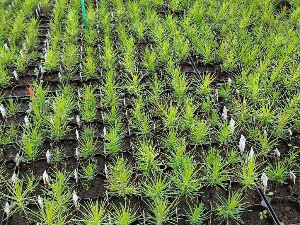 Young Scots pine seedlings in containers