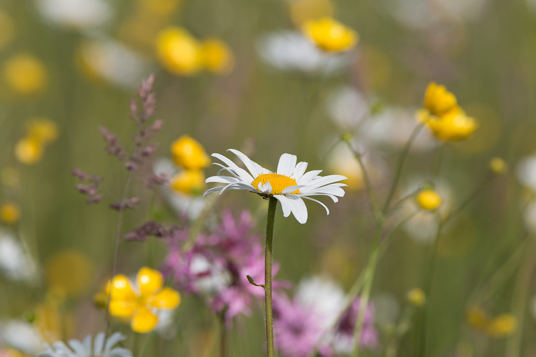A single ox-eye daisy flower in focus with other meadow flowers and grasses behind it
