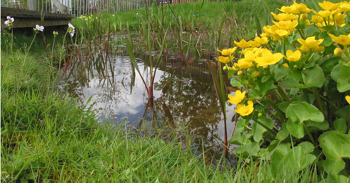 A pond with cuckooflower and marsh marigold