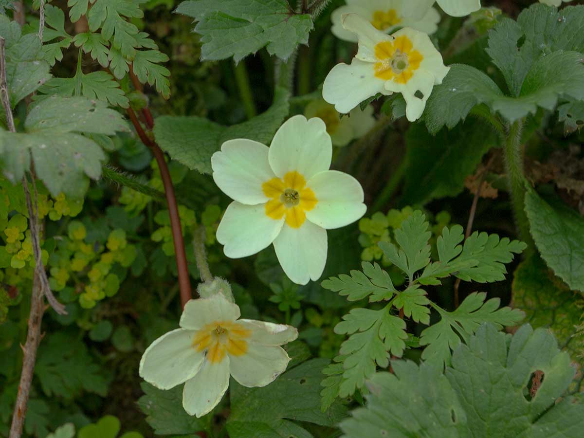 Primrose flowers growing on a woodland floor