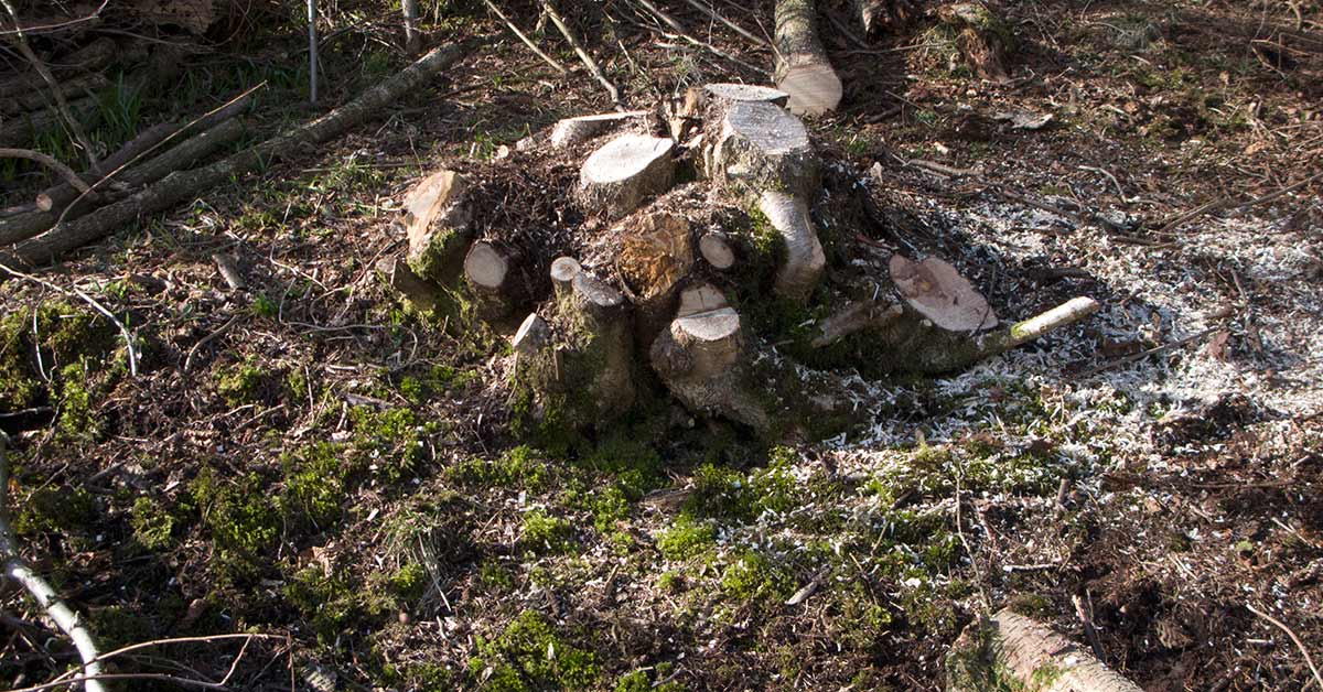 A coppiced hazel stool