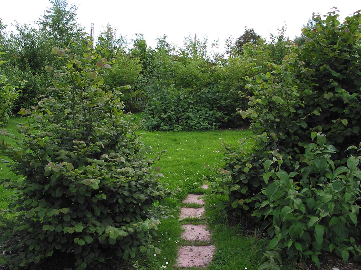 A group of young trees